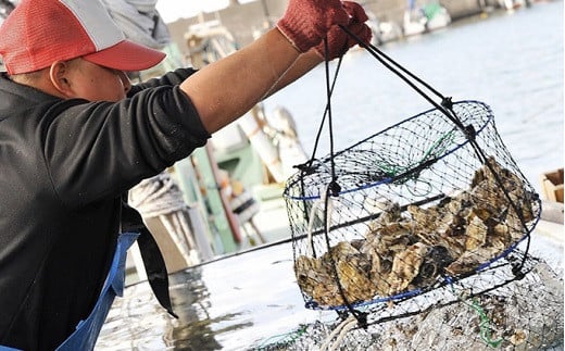 波有手（ぼうで）のカキ （3kg） 【2024年12月下旬から2025年2月下旬発送予定】 海鮮 魚貝類 かき カキ 牡蠣