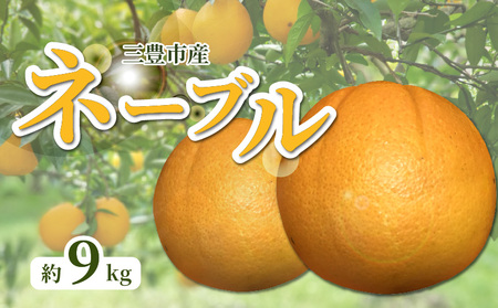 三豊市産 ネーブル約9kg（36～60玉） フルーツ ふるーつ 果物 くだもの 三豊市【配送不可地域：北海道・沖縄県・離島】_M02-0115