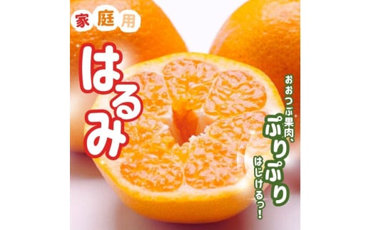 【先行予約】＜2月より発送＞ 家庭用はるみ7.5kg+250g（傷み補償分）デコポンの姉妹品種 新食感春みかん 光センサー選別 訳あり わけあり 【ikd229】