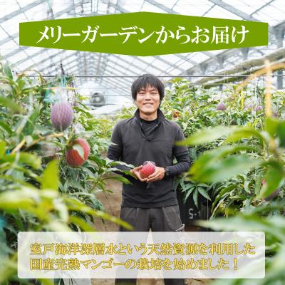 ふるさと納税 室戸市 【先行受付】 完熟マンゴー 2〜3玉入り アップルマンゴー 室戸海洋深層水使用 |  | 02