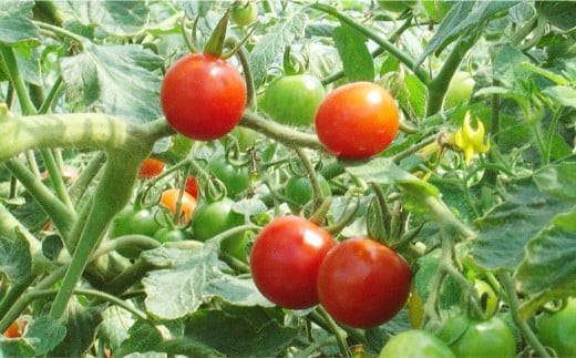 【2026年7月下旬～9月上旬発送予定】ミニトマト 約6kg