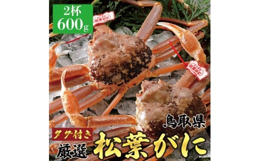 767.【活】《タグ付き》≪2025年12月～2026年1月発送≫ 特撰 松葉がに【ブランドタグ付き】  600g超×2杯【ブランド 蟹 タグ付き 生 ナマ かに 松葉ガニ 松葉蟹 訳あり カニ味噌 みそ 家庭用 鳥取県産 北栄町 おすすめ 人気】