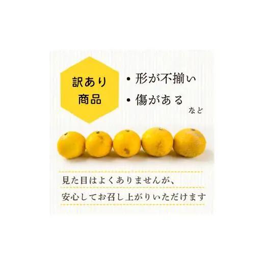 ギフト プレゼント 人気 【 超訳あり 】 小夏 ( 日向夏 ) 5kg 産地直送 ニューサマーオレンジ マル 等級  旬 高知 県 須崎 産  柑橘 初夏 フルーツ 果物 こなつ コナツ ひゅうが夏