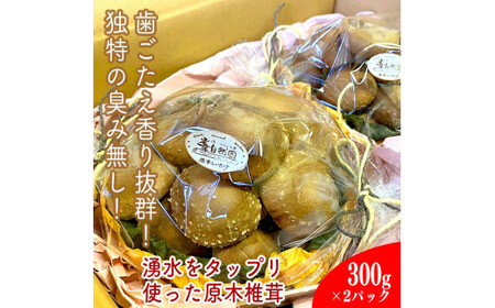 小田原の里山で湧水を贅沢に使って育てた原木生椎茸(300g×2パック)【野菜 きのこ キノコ 茸 シイタケ しいたけ 贈答用 ご家庭で 原木栽培 おすそ分け 神奈川県 小田原市 シイタケ シイタケ シイタケ シイタケ シイタケ】