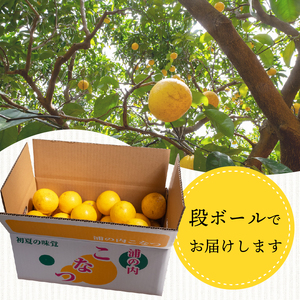 【 訳あり 】小夏 ( 日向夏 ) サイズ おまかせ ( S～Lサイズ ) 5kg 無印 等級  旬 高知 県 須崎 産  柑橘 初夏 フルーツ ｺﾅﾂ 果物 小夏 こなつ ｺﾅﾂ ひゅうが夏 ｺﾅﾂ