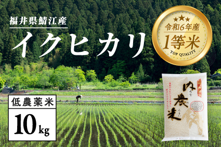 【令和7年産新米！】【2025年9月下旬以降 順次発送予定】福井県産 内農米 イクヒカリ 10kg