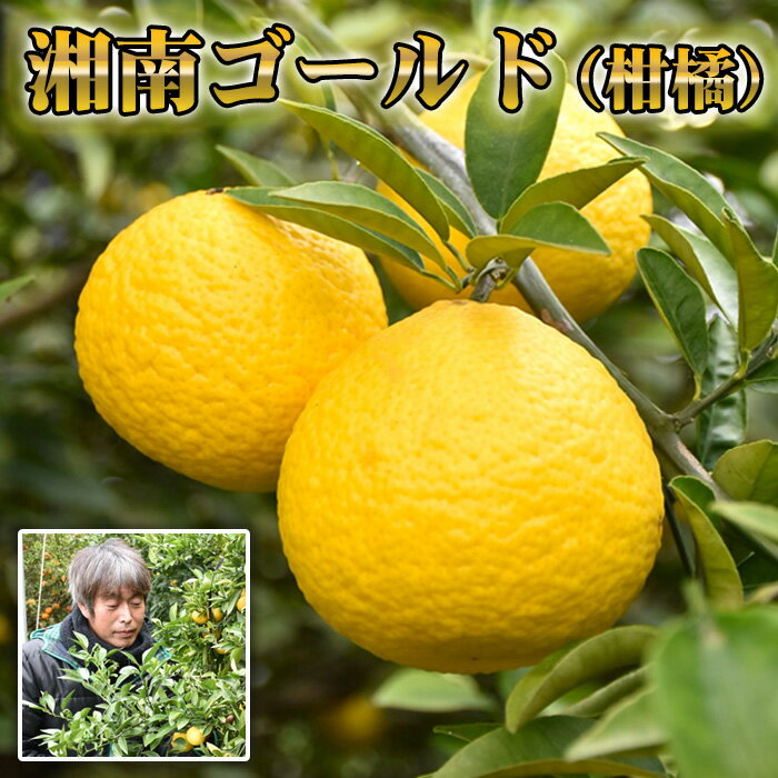 【ふるさと納税】No.077 湘南ゴールド（柑橘） ／ 果物 くだもの フルーツ ジューシー 新鮮 フレッシュ 新感覚 オレンジ 柑橘類 かんきつ 爽やか 甘み 酸味 デザート 湘南 ご当地 送料無料 神奈川県 特産品