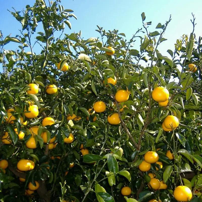 和歌山広川町産 はっさく 約3kg サイズ混合 【訳あり ご家庭用 キズあり】【SL39】※2027年2月下旬～4月中旬に順次発送【sml022-c-3】