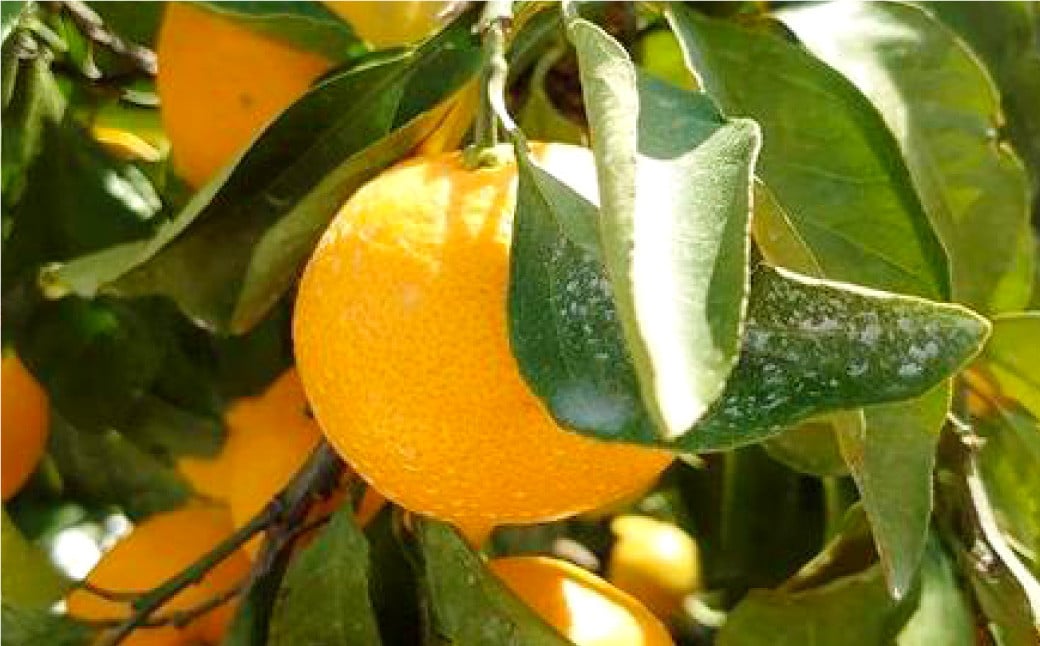 長崎県産 訳あり 伊木力系温州みかん10kg / 果物 くだもの フルーツ 柑橘 蜜柑 ミカン 温州みかん 青果品 国産 大将農園 長崎県 長崎市 【2025年11月下旬~12月下旬迄発送予定】