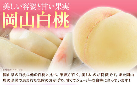 令和7年産先行受付 A-109b  岡山産白桃とピオーネの詰合せ《2025年7月上旬-8月上旬頃出荷》｜桃ももピオーネぶどう葡萄
