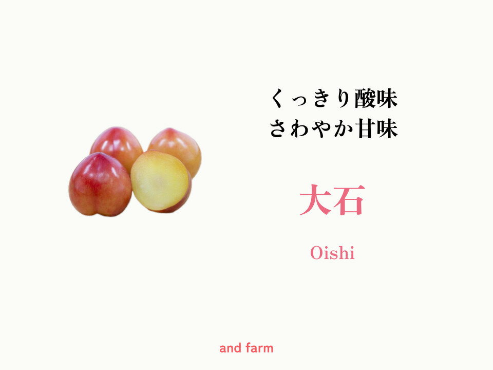【ふるさと納税】 ＜2026年発送先行予約＞【すもも・大石】くっきり酸味！お菓子作りには絶対コレ！ 選べる容量 ALPDS009
