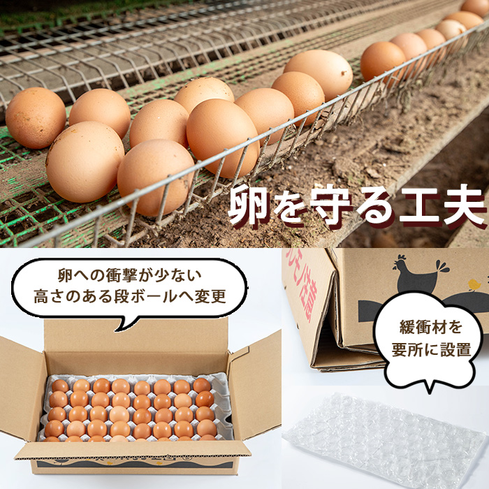 No.779 ＜全6回・定期便＞鹿児島県産美山オリーブ卵(40個×6回連続) 【美山たまご王国】