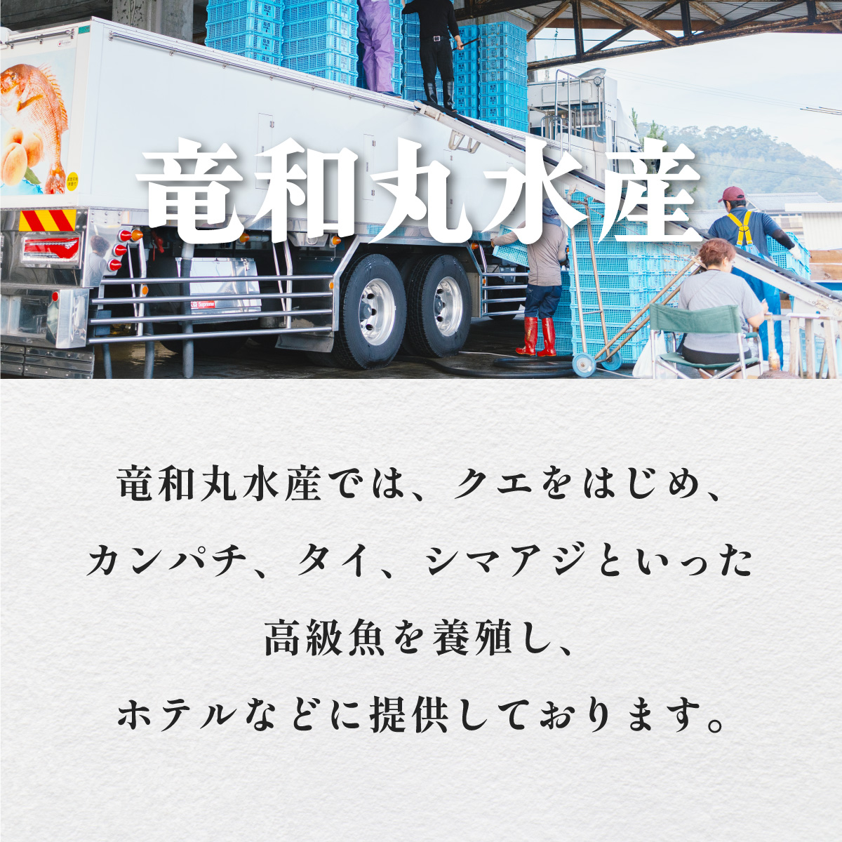 期間限定 天然 伊勢海老 1kg 活伊勢海老 厳選 産地直送 【2024年9月中下旬以降にお届け】