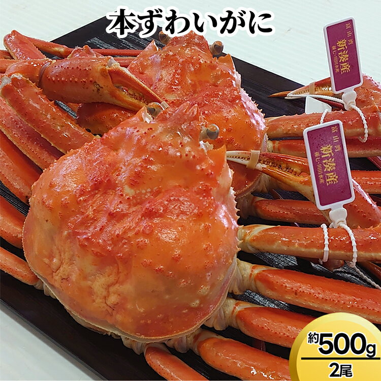 【ふるさと納税】本ずわいがに約500g×2尾　ずわい蟹 ずわいガニ ズワイガニ ※2026年11月～発送