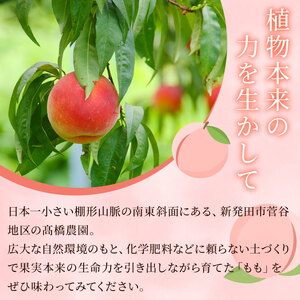 2026年 先行予約 白桃 約2kg（5～7玉） 果物 もも モモ 白桃 甘い フルーツ 白根白桃 髙橋農園 新潟県 新発田市 takahashi002