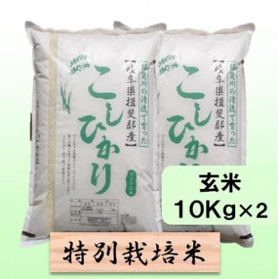 ふるさと納税 池田町 【令和7年産】特別栽培米 20kg【玄米】(コシヒカリ)