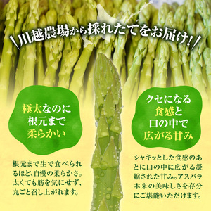 《2026年発送》グリーンアスパラガス 500g | 北海道産 やま旨 極太