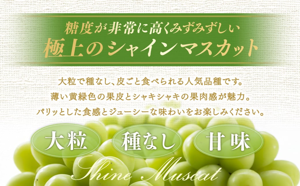 【定期便3回】 ［種なし］ 岡山県産 シャインマスカット 1kg箱（2房入り） 【2025年10月下旬発送開始】 ／ ぶどう ブドウ 葡萄 大粒 種なし 種無し フルーツ 果物 くだもの 果実