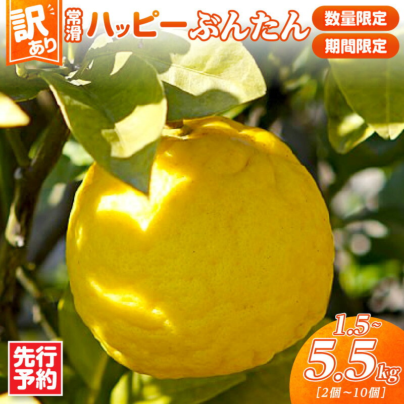 【ふるさと納税】【訳あり】先行予約【数量限定】常滑ハッピーぶんたん【選べる！1.5kg または 4.5～5.5kg】ブンタン 果物 みかん 柑橘 フルーツ 季節のフルーツ お取り寄せ【2027年2月上旬～順次発送】送料無料