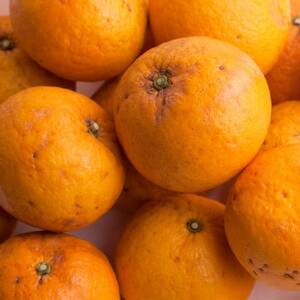 家庭用 甘夏柑2.5kg+250g(傷み補償分)【初夏のみかん・旬の果物】【有田産】【訳あり】【配送不可地域：離島・北海道・沖縄県】【1653784】