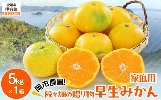 【先行予約】【数量限定】岡市農園！段々畑の贈りもの　早生みかん5kg×1箱（家庭用）（2026年11月下旬より順次発送）  【ふるさと納税 人気 おすすめ ランキング 柑橘 みかん 早生みかん ミカン 蜜柑 果物 フルーツ 農園直送 産地直送 岡市農園 愛媛県産 愛媛県 伊方町 送料無料】 IKTV009