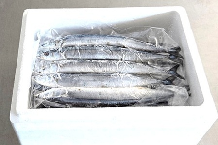 【北海道根室産】冷凍生サンマ20尾（真空パック5尾入×4P） A-40019