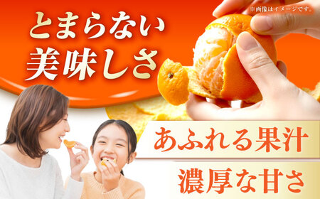 【化粧箱】長与温州みかん12-15玉（2L-3L） 長与/JAじげもん長与直売所[EAF009]