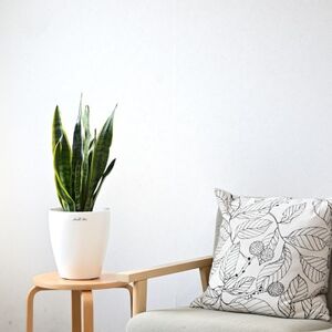 観葉植物 サンスベリア・ローレンティー6号鉢 ラスターポット(白)鉢カバー付き【配送不可地域：離島・沖縄県】【1707571】