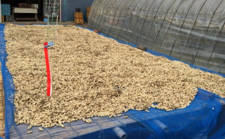 煎り落花生 250ｇ×2袋