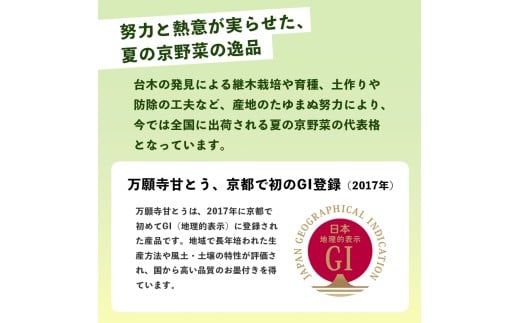 【2026年夏発送分】万願寺甘とう 化粧箱入 秀品 1.2kg 1kg 2kg 選べる容量 野菜 夏野菜 旬 地場産 地場野菜 地元野菜 発祥 伝統 京野菜 伝統野菜 万願寺とうがらし