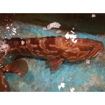 ふるさと納税 長崎市 長崎近海産　天然アラ5Kg台(5.2〜5.8Kg目安) |  | 02