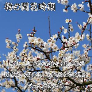 いなみの里梅園　はちみつ梅500g、こんぶ風味梅干500g食べ比べセット【和歌山産】紀州南高梅　印南町　