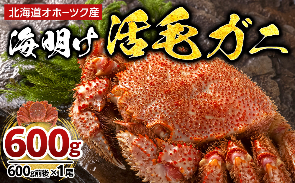 【2027年先行予約／着日指定可】北海道オホーツク産海明け活毛ガニ　ボイル未冷凍配送(チルド 冷蔵配送)　600g前後　1尾 _05668