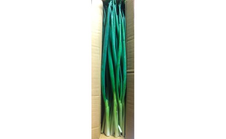 【6か月定期便】生産農家直送 京野菜・九条ねぎ1kg〈ねぎ 野菜 京都