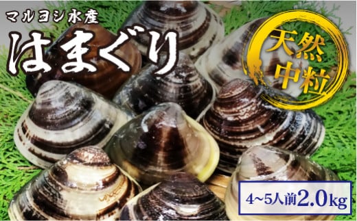 【指定日必須】マルヨシ水産　桑名産中粒天然蛤　2kg_はまぐり　ハマグリ　魚介　貝　魚貝　活はまぐり　焼きはま　海鮮　網焼き　酒蒸し　お吸い物　パエリア　パスタ