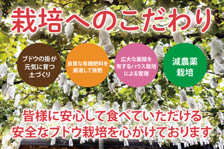 【先行予約】【期間限定】シャインマスカット２房【茨城県共通返礼品/石岡市】【農家直送 果物 甘い 糖度 人気 フルーツ 葡萄 ぶどう ブドウ マスカット 種なし 減農薬 安全 安心 厳選 茨城県】（K