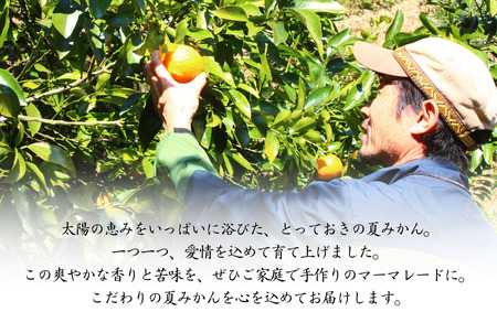 マーマレード用 夏みかんセット　【 柑橘 夏みかん ジャム 】