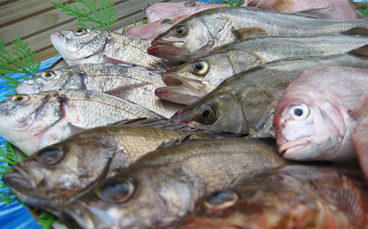 ［頒布会3回］瀬戸内海産の海産物の詰め合わせ（下処理ナシ）  海の幸 鮮魚 魚 魚介 海産物 海鮮 食品 FAH-0124