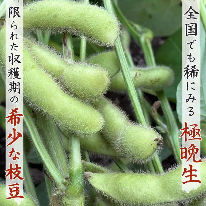 【幻の枝豆】十日限りの収穫！鴨川の伝統品種『鴨川七里』枝付き ２kg以上 《数量限定》《期間限定》《10月下旬一斉発送》えだまめ エダマメ 枝豆 在来種 極晩生 在来種 限定生産 農家直送 収穫したて