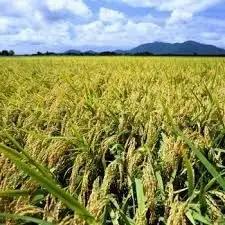 【令和8年産新米】 新潟県産 「従来こしひかり」 玄米 30kg（10kg×3袋） 家庭用クラフト袋入 阿賀野市産 中島農場 新潟県 米 こめ コメ お米 ごはん ご飯 農家直送 色彩選別済 新米 令