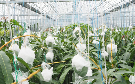 和歌山県産 樹上完熟しおさいマンゴー 2玉入り★2025年７月末頃より順次発送　［TM218］