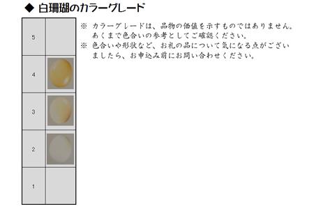 シナ海珊瑚片念珠（201110-2） 念珠