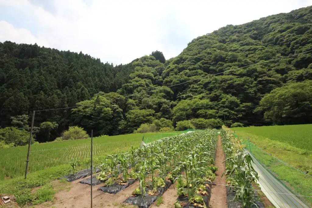 【ふるさと納税】にんにくオリーブオイル漬け 160g 国産にんにく使用 ガーリックオイル 万能調味料 パスタ パン 肉料理｜中ちゃん農園 広島県 神石高原町