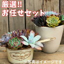 【ふるさと納税】【厳選株】【農場直送】多肉植物エケベリア ぷっくり充実株!! おまかせ14品種セット※着日指定不可※北海道・沖縄・離島への配送不可