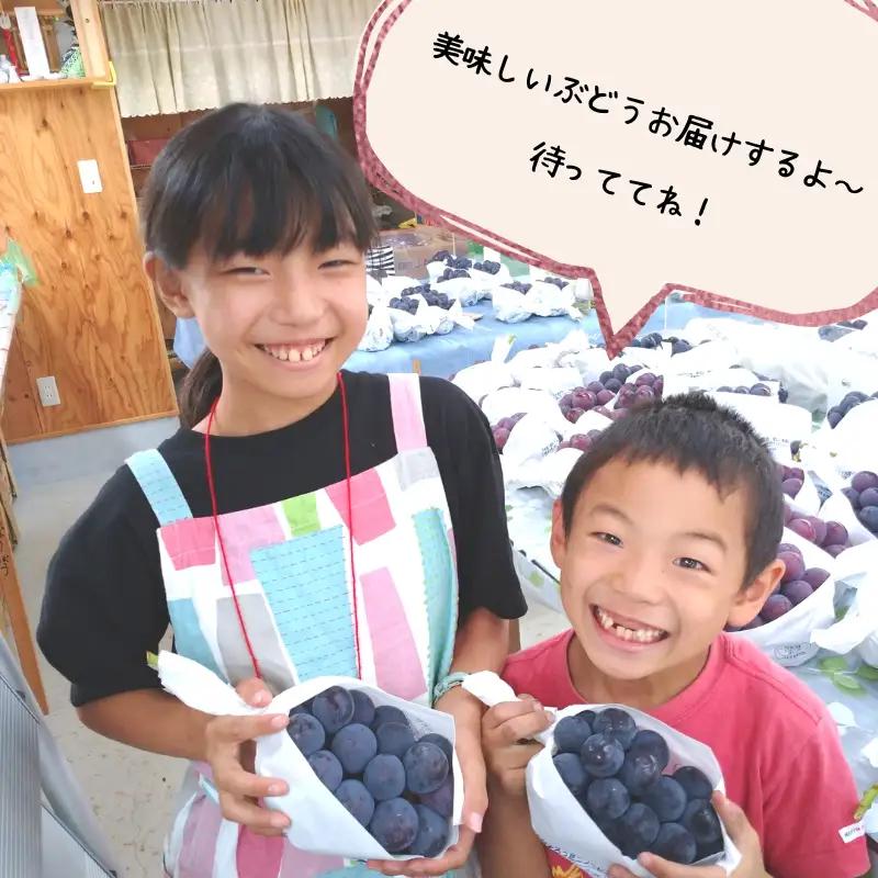 ピオーネ 約1.2kg 2房 岡山県新見市 もりおか農園 よろこびぶどう  【先行予約 2026年9月上旬から順次発送】