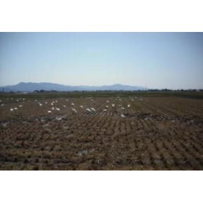 ふるさと納税 阿賀野市 【令和7年産】新潟県産 純米コシヒカリ 5kg さいとう農園 |  | 03