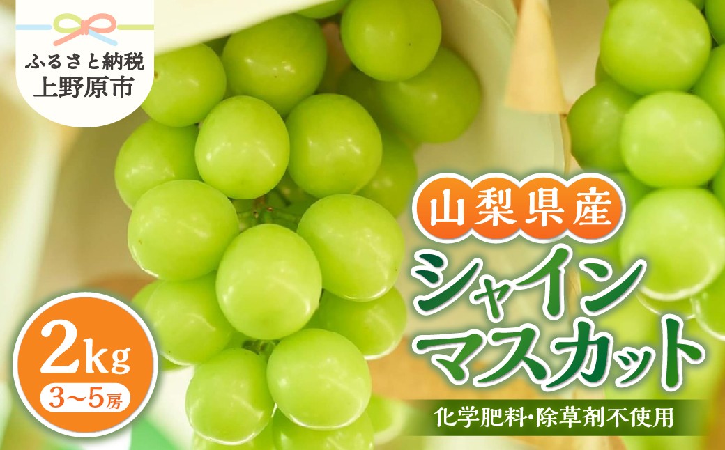 
                  【2026年先行予約】 山梨県産シャインマスカット 2kg（3～5房）【化学肥料、除草剤不使用】 数量限定 ぶどう ブドウ 葡萄 フルーツ 果物 くだもの マスカット 化学肥料不使用 除草剤不使用 大粒 大人気 芳醇 農園直送 ギフト プレゼント お取り寄せ 贈り物 贈答 送料無料 上野原市
                