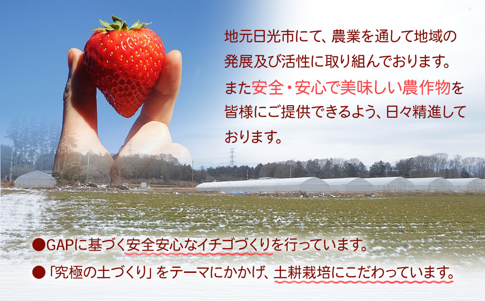 【先行予約】大粒とちおとめ2パック入り【2026年1月上旬より順次発送】 | 生産量 日本一 果物 フルーツ 苺 イチゴ 農家直送 栃木県 日光市