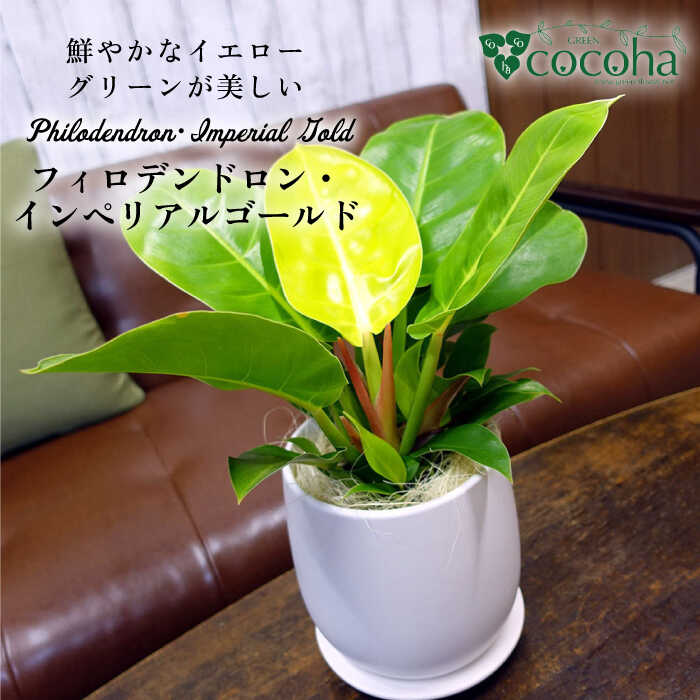 【ふるさと納税】鮮やかなイエローグリーンが美しい『フィロデンドロン・インペリアルゴールド』 糸島市 / cocoha 観葉植物[AWB031] 23000円
