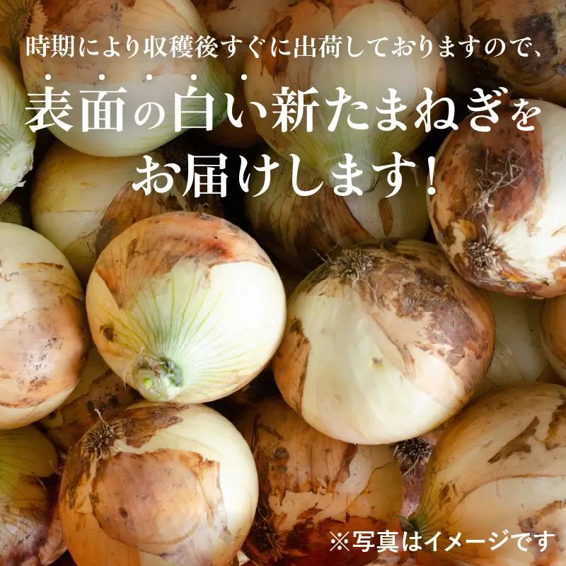 【先行予約】射手矢さんちの泉州たまねぎ 5kgとドレッシング 500ml×1本